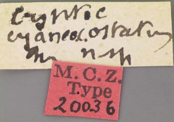 Media type: image; Entomology 20036   Aspect: labels